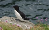 Razorbill
