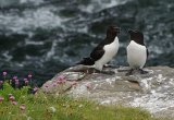 Pair of Razorbills