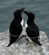 Razorbills