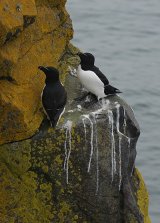 Razorbills