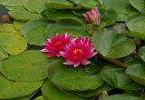Pink Lily