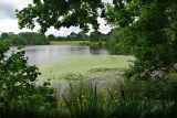 Rossmere