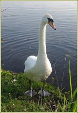 Swan