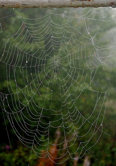 They spun a web for me.