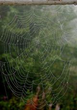 They spun a web for me.