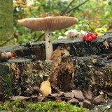 Autumn Colours