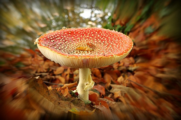 The Fly Agaric