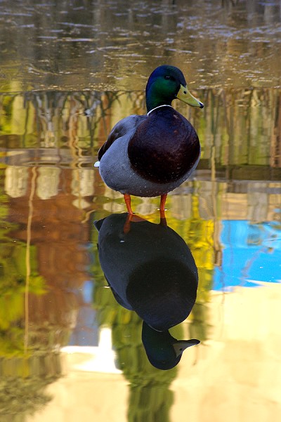 Reflections of a Mallard