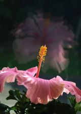 Hibiscus