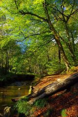 Redisher Wood