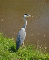 Heron