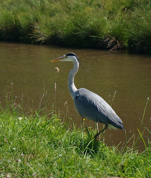 Heron
