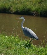 Heron