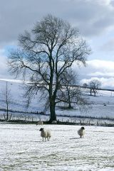 Snowscene near Winterburn