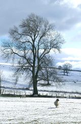 Snow scene near Winterburn
