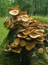 Fungi