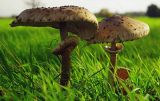 Parasol Mushrooms