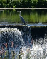 Heron Cooling Off