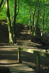 Enchanted Woodland