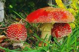 The Fly Agaric