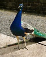 Peacock