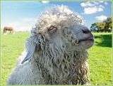 Acting the goat!