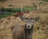 Stag