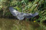 Heron in flight