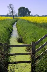 Rape in Bishopthorpe