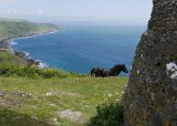 The Mysterious Black Horse