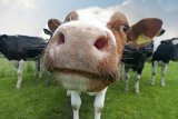 Moooove Over Darling!