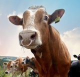 Bullish Behaviour