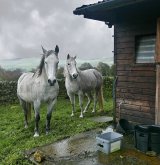 Horses For Courses