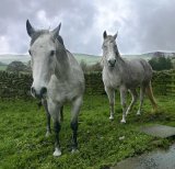Horses