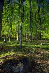 Rainsbarrow Wood