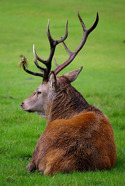 Stag