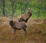 Stag Do