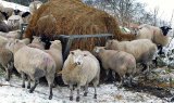 Feeding Time