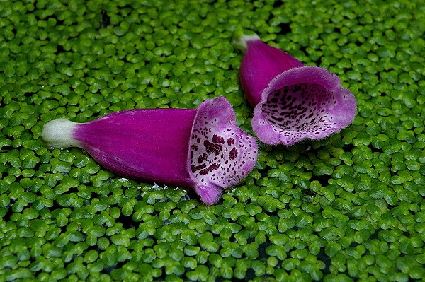 Foxgloves on Pondweed