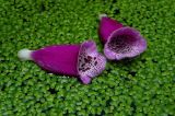 Foxgloves on Pondweed