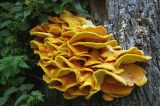 Bracket Fungus