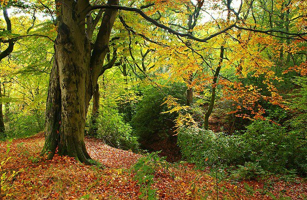 Autumn Woodland