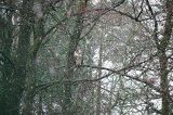 Spot the Buzzard!