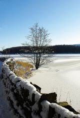 Winter Wonderland