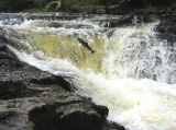 Salmon Leaping