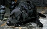 Soggy Doggy