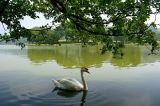 Swan