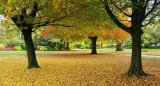 Local Scenes