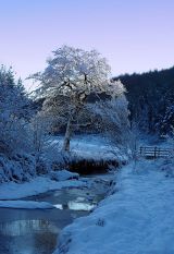 Winter Dawn