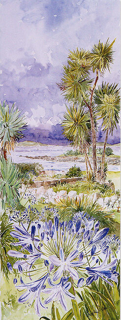 Agapanthus Thomas Porth, Isles of scilly